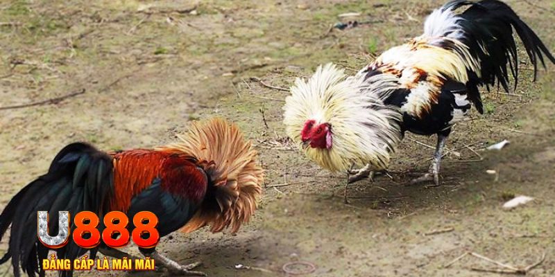hello88bet game nổ hũ là gì